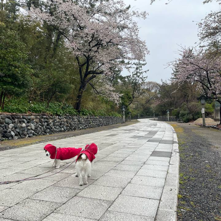 9ea8eecd 13fd 4485 ab15 5471fbb19232 1712616742744