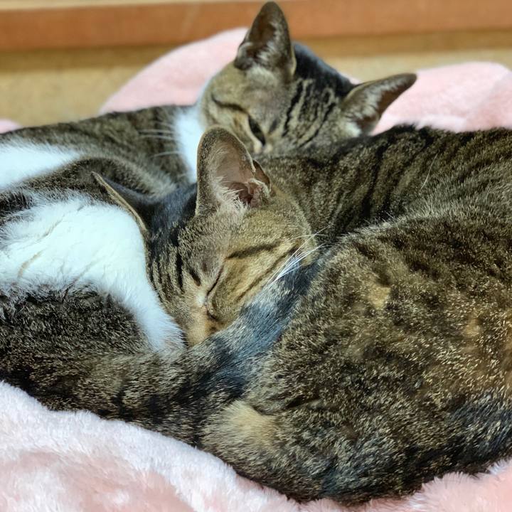 9eaa5431 65a1 48bc a3c8 f8338457a078 1586913530572