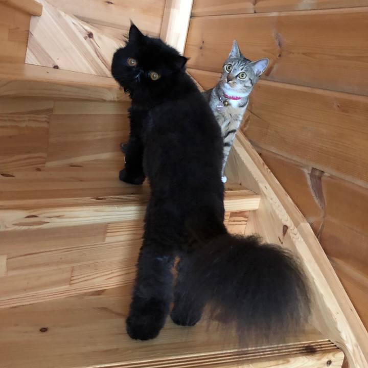 9eaa78ff 9b13 4aea 8641 2f60167ddb1f 1565579229519