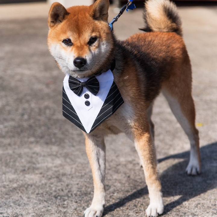 9eac11cd a270 4406 bffd d8a41fb836de 1762784739279