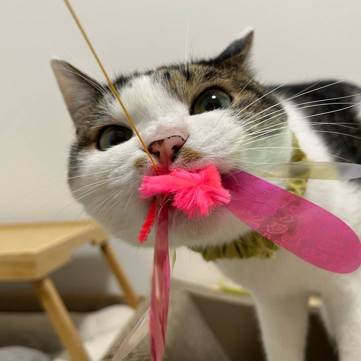 9eacb4c3 db8f 49f6 8c10 bfa2b8b71b5a 1762605197059