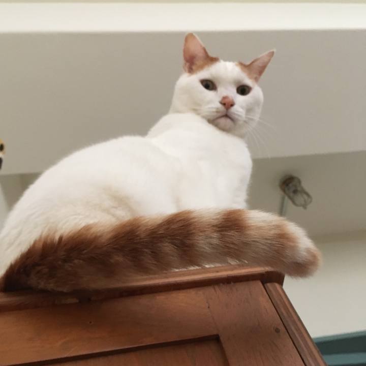 9eae4f7c 0a7e 416c a55f acf35d32027d 1543981114108