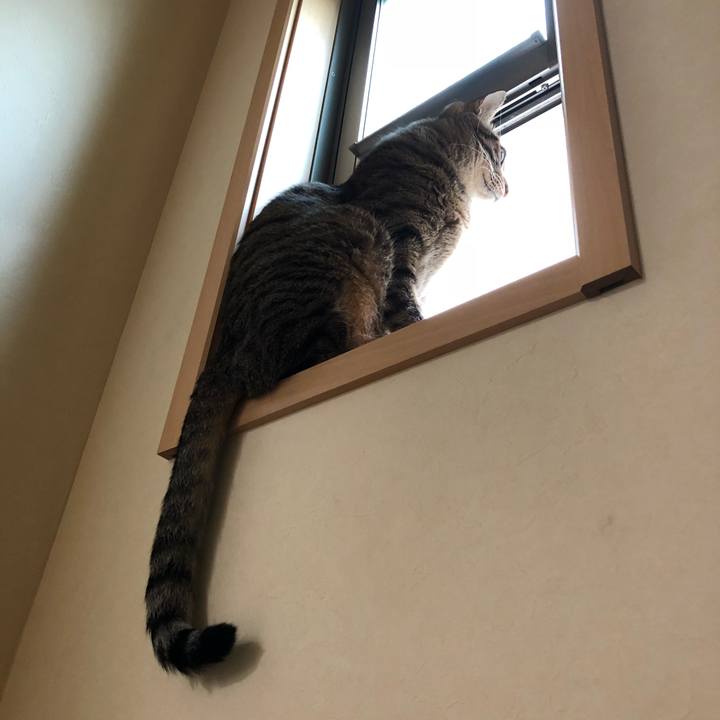 9eaf0996 88e0 46a3 a488 372fc8f58486 1529301006668