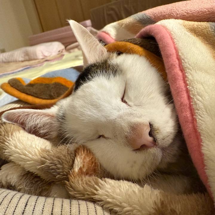 9eaf25ae b408 4096 966d 0f753465cad4 1764509786639