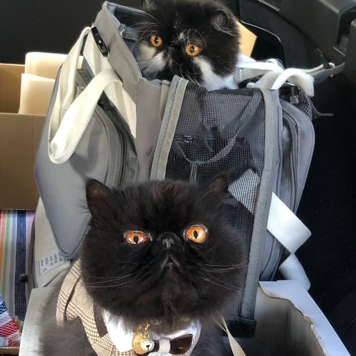 9eb1d9de 0c37 4c43 a19b 17b3fa28c7bc 1729988391976