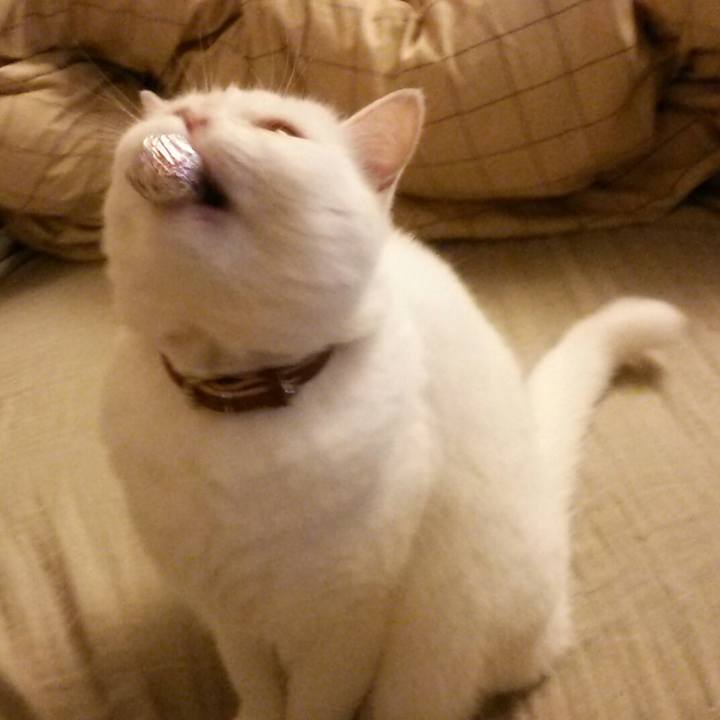 9eb6a121 adcf 473c 906f 638b6ff87a2e 1510527135694