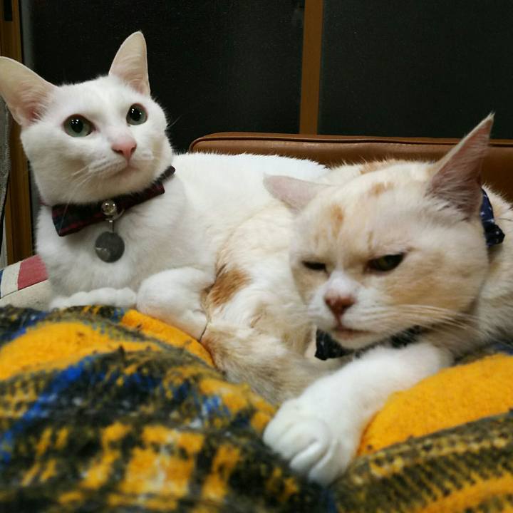 9eb80b32 823a 4895 a2cf 7cd8960afde1 1549718875953