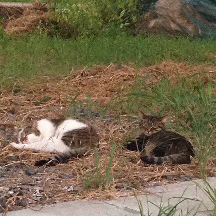 9ebe9a8a a28b 4eb6 a1e8 db16baa12eb0 1507643382747