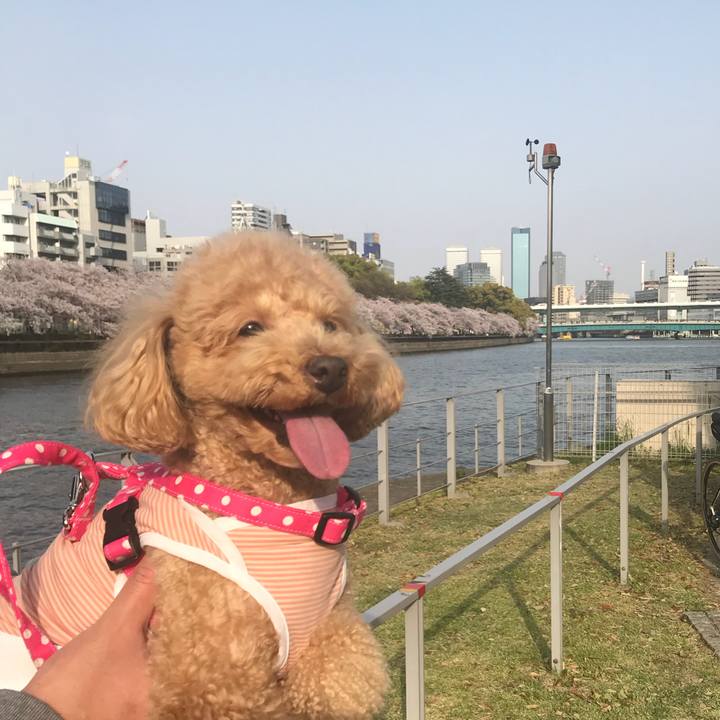 9ebf858f d446 448d 982b 21f9a8882b7e 1522574354324