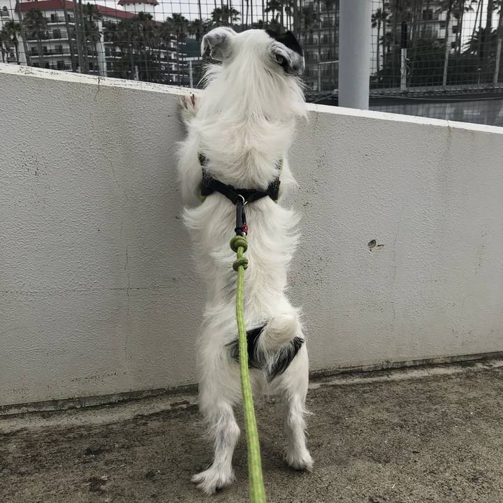 9ebfa38d 196f 4b5f 83e2 67ae5c64691b 1529716806949