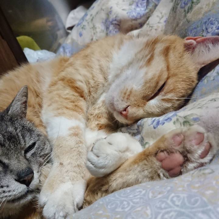 9ec00ce2 a24f 437c b8a9 f1ab312bbaea 1589286239783