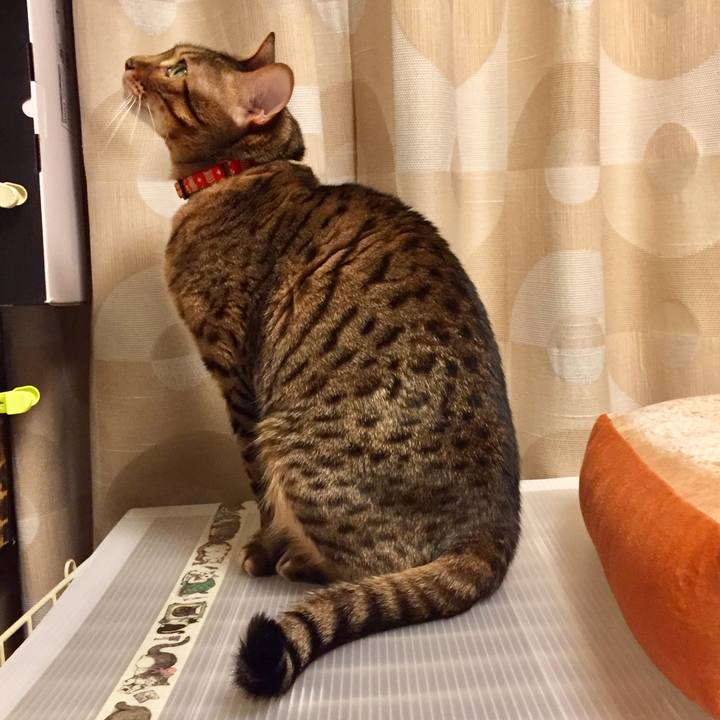 9ec041ac 8540 413c a736 98729c5f4c39 1507845338570