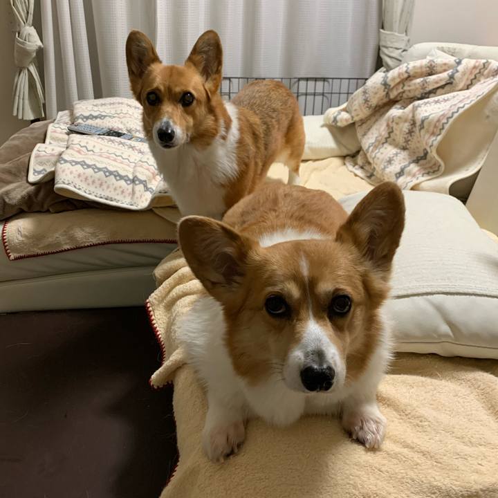 9ec20b9b 2e25 4886 ad31 4917654dc8f8 1586747101479