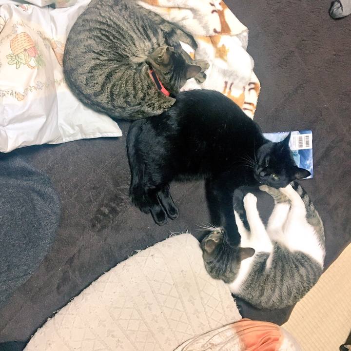 9ec32533 676c 496c bc53 e55a1dde5e7e 1516456003258