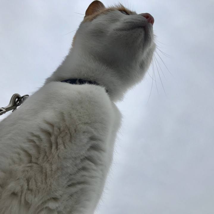 9ec34efb d462 4b60 84fa 668a65dc710e 1526167608245