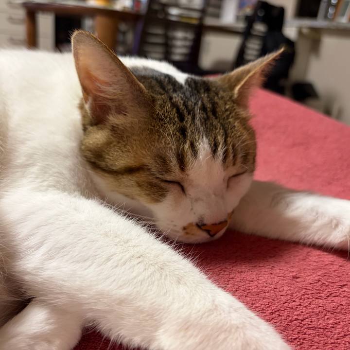 9ec6fb65 2c88 4c6c a3e2 3c06e6ba8121 1765668659751