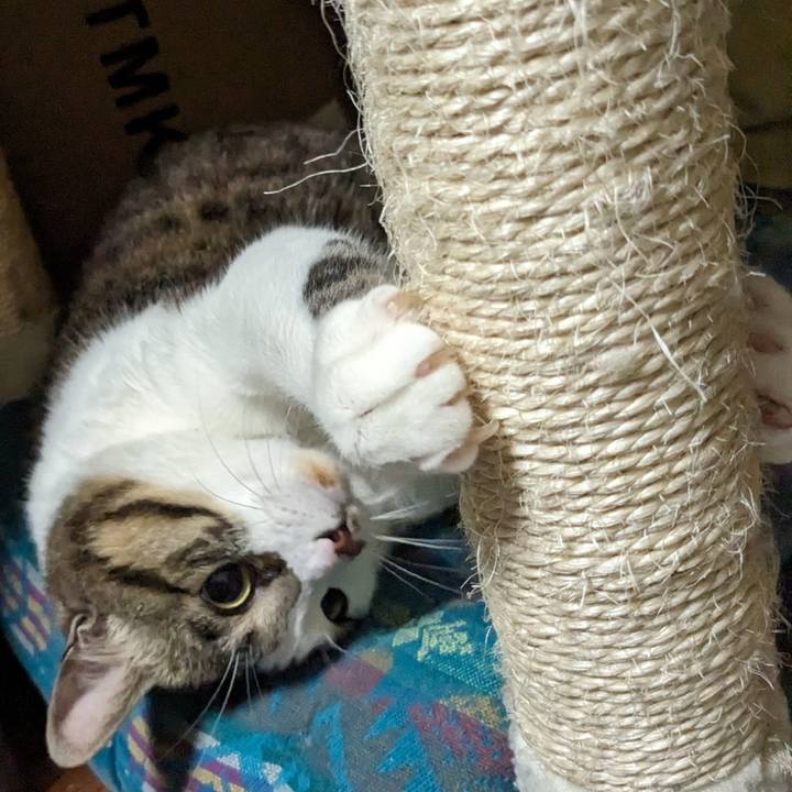 9eca80ef 2756 4277 85af adfc94a64d8b 1710593352847