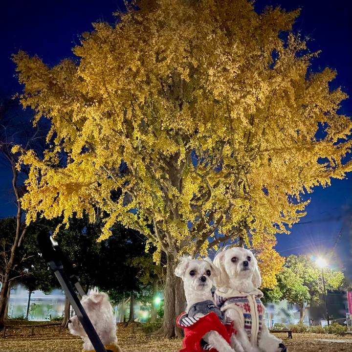 9ecb7080 a3f4 482d 86b2 35d43b75abd7 1638689481893