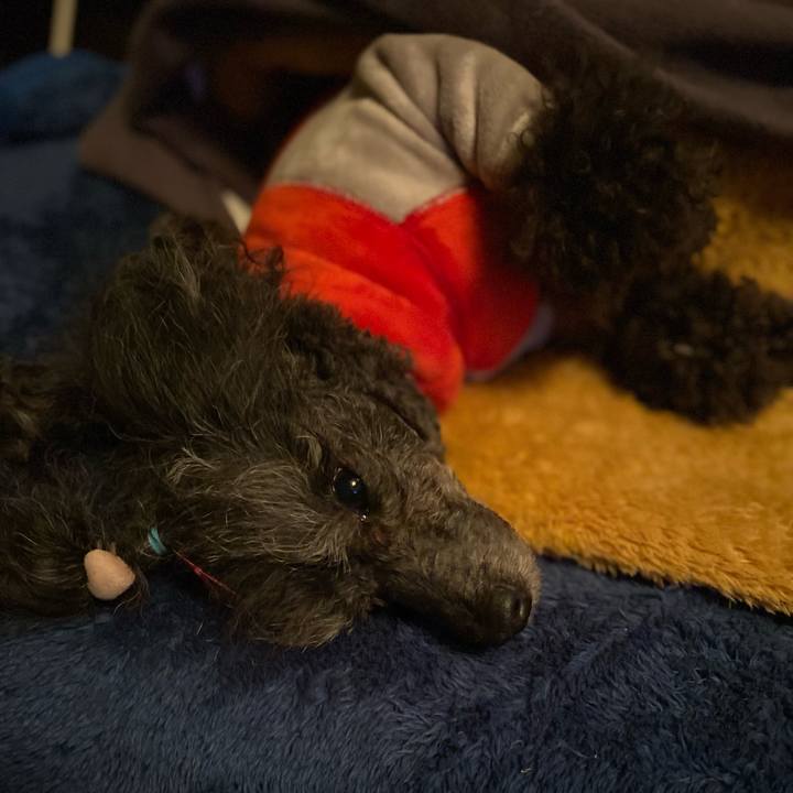 9ecb9ddd 3df4 4670 9505 39b9fdd1233c 1703738292969