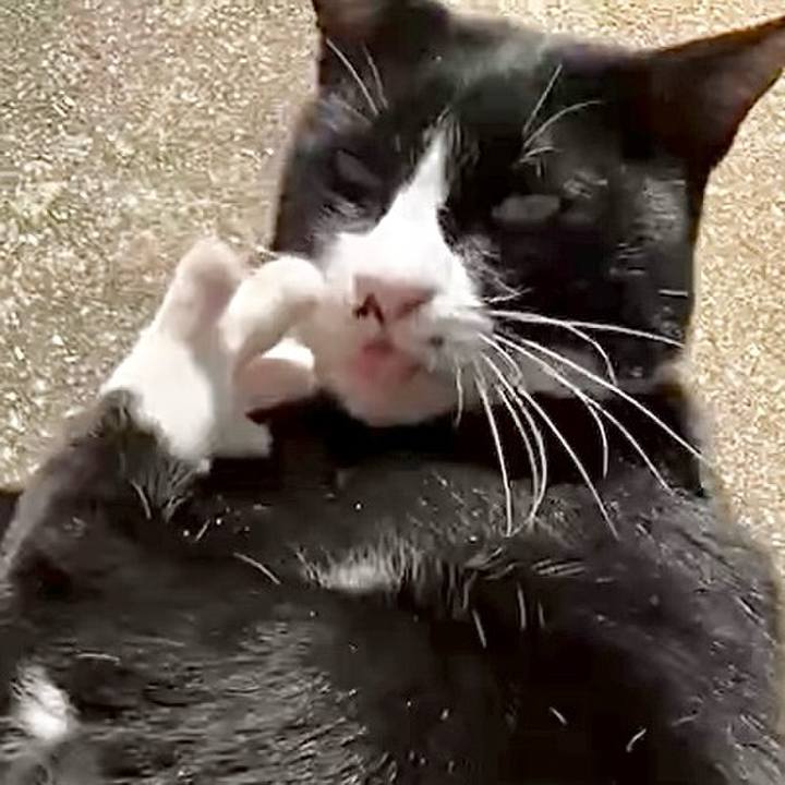 9eccb4f3 0123 4184 aa82 1d53dadca283 1729396441932