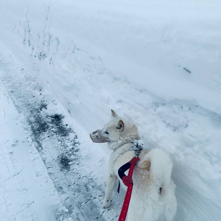 9ecd3e77 da8b 4c26 8a40 6478bbbc919a 1641094903544