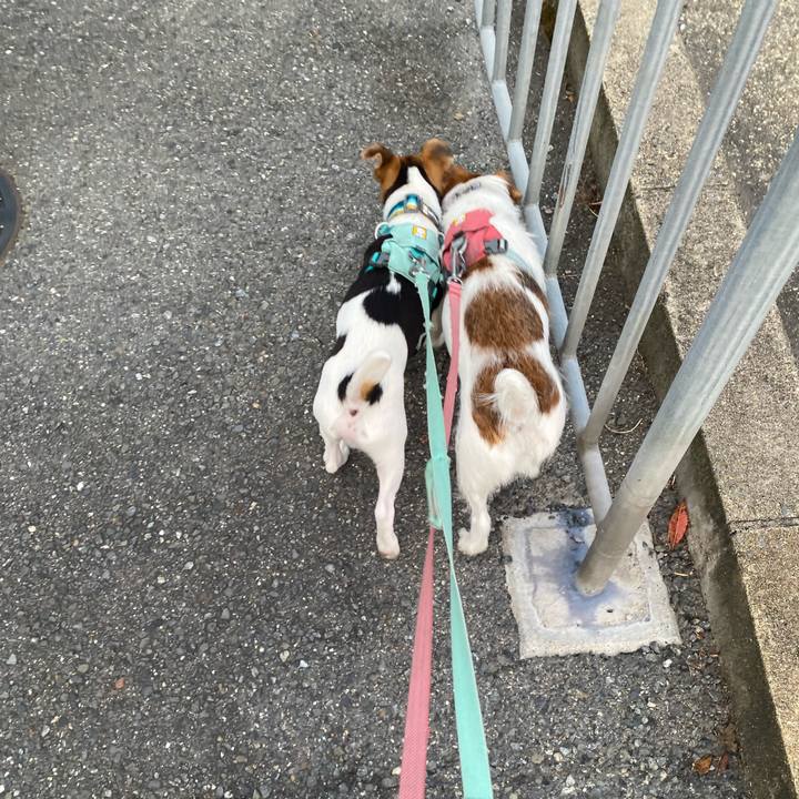 9ece9321 83bb 4e07 8264 add46419795e 1748691867357