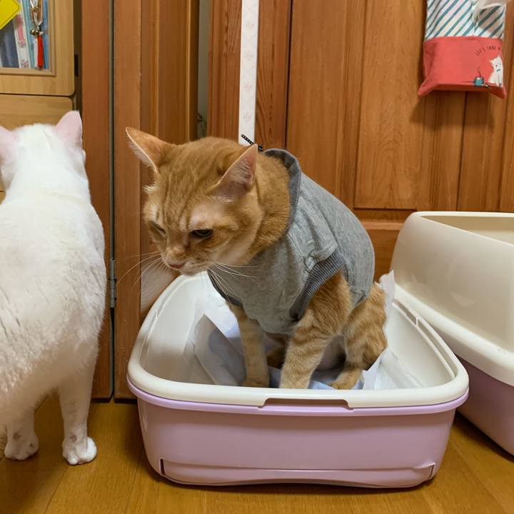 9ecf9590 554f 40f4 970d f6ffcb588f09 1640119705617