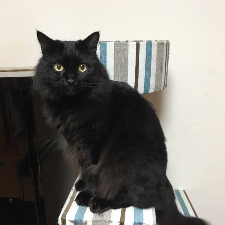 9ed0d5f8 2e8b 4c8e a5c1 679133b7c153 1514161225904