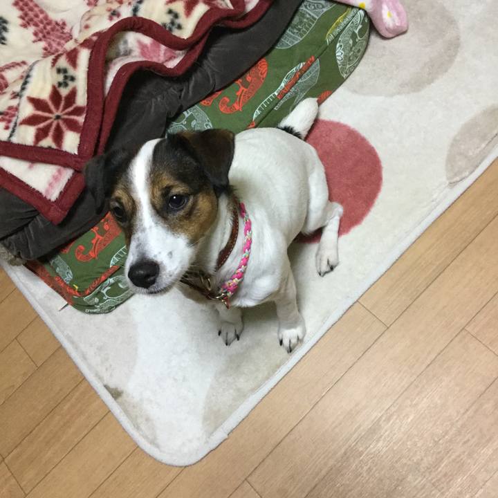 9ed2d506 3da1 4d0f aa4d 06595d8cb00d 1513936955673