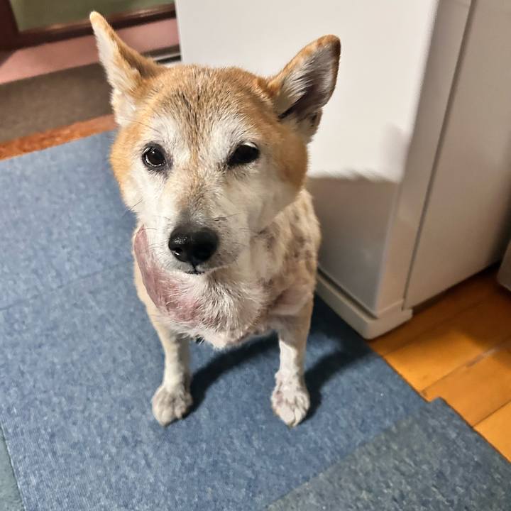 9ed453f1 5f56 4c62 a540 fe180caa24b0 1763432671718