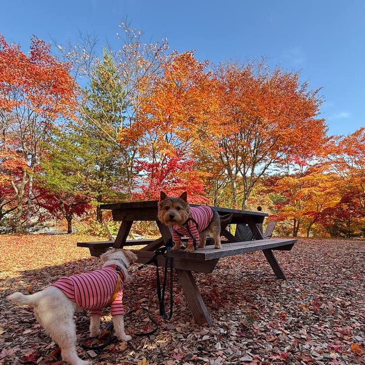 9ee180a9 288f 41c2 abe0 91d33936a135 1762579199681