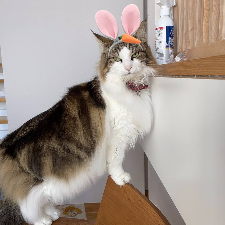 9ee6d013 7239 462e b108 0b55aef88095 1618983896847