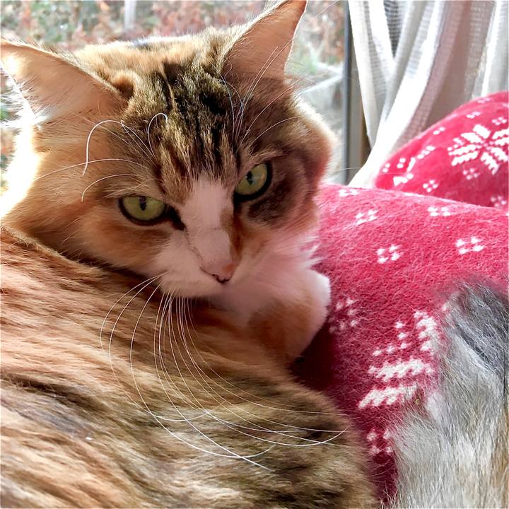 9ee71413 d87b 43fa 914f 0ef77ab9871a 1575019392595