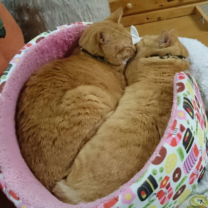 9eebabb1 599f 460f 9932 e5f01473201e 1540307649474