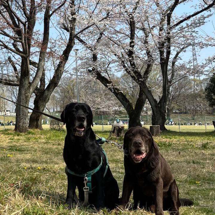 9eece786 8f3e 4473 93d1 ef53fde52137 1774787178944