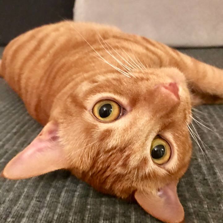 9ef1711d 38f8 469f b6b2 1356a2b2cb9d 1601551821508