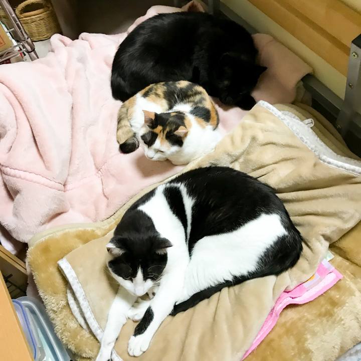 9ef45ee4 19ca 4017 b505 cf861f640b5a 1512524985943