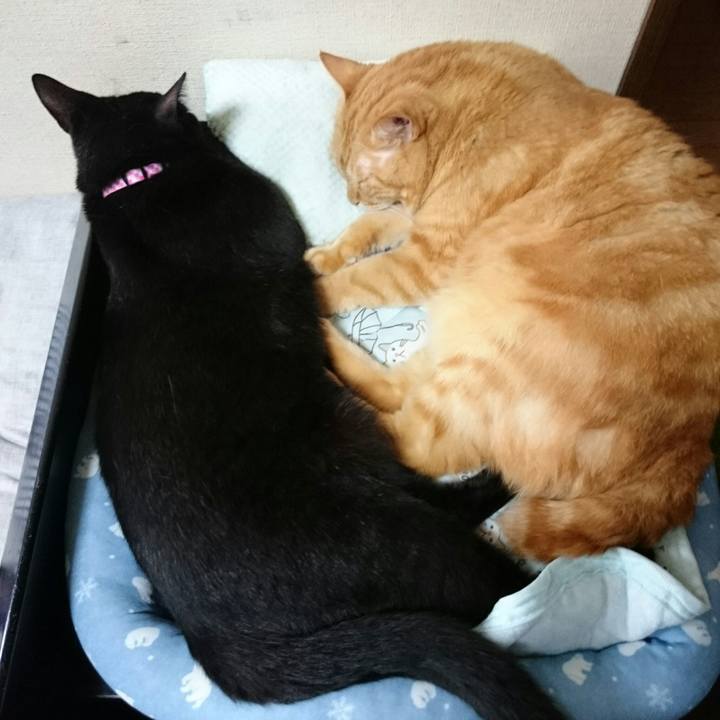 9ef4cc9d 81aa 4eab a6fb 221b42c52d7d 1535861252599