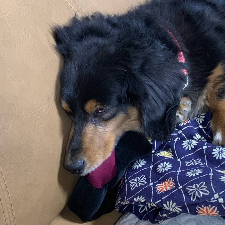 9ef55fd9 3cda 4e0d 9e0c 5a4c31f29186 1546637523740