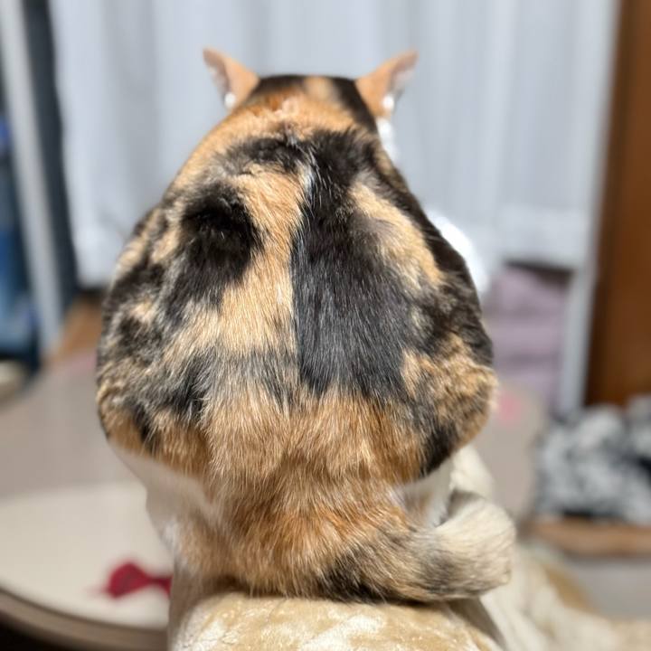 9ef66001 23d2 4daf 9a69 c9ab159daa66 1762737376405