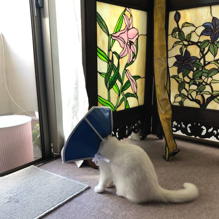 9ef709f2 39c3 43eb b61b bc24c2f6d229 1560434140378