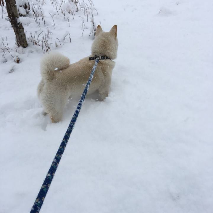 9ef73a1d 2fef 48e4 95c6 5a53ec58597f 1516600978581