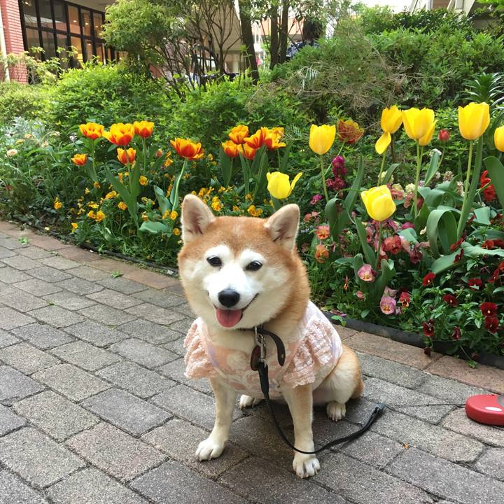 9efa340c d278 4efe b518 748c44a1a419 1523599139830