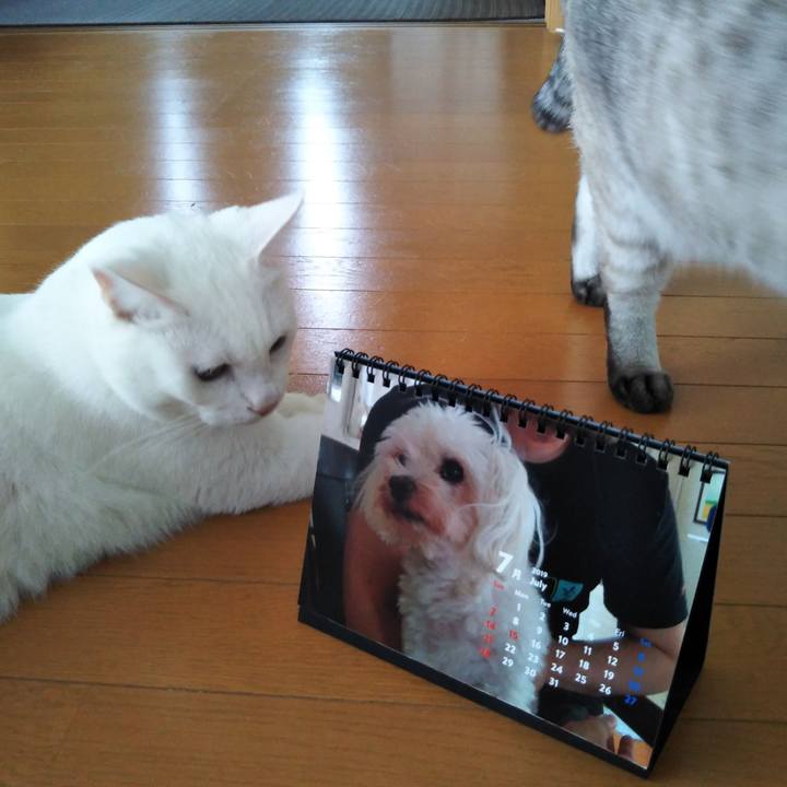 9efa58d2 e934 41b2 88d6 a6734cd73a73 1563941499850