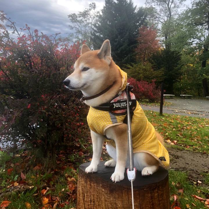 9f021c3d 65ca 42a5 acfa 28865ed04fdc 1540352228095