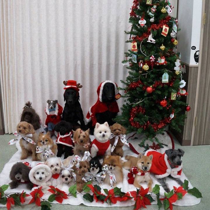 9f038c8e 95b7 4b74 a9d7 307c23c7826c 1513677996947