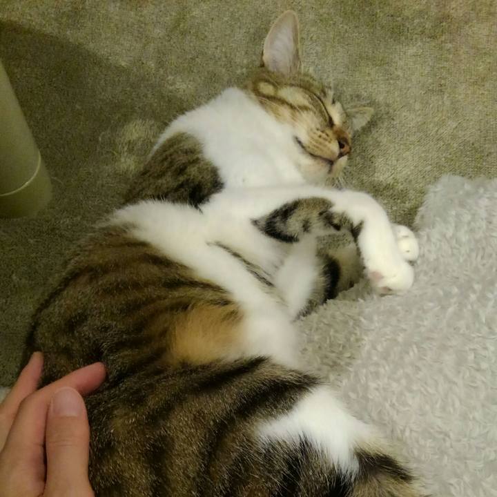 9f0599cc 5f6e 406c b930 59f487593116 1540210969557