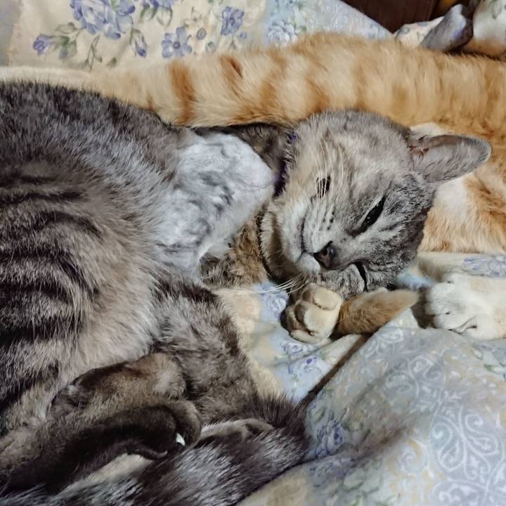 9f0a251c a065 4e4e accd 0beac16dc217 1590840542053