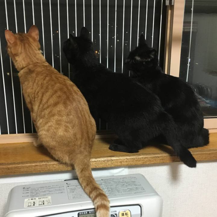 9f0ca6e1 e4df 4328 b94e 6f208960df0b 1534940216522