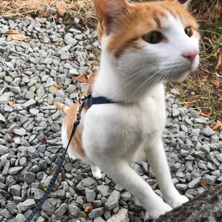 9f0f9ed7 cbb7 4ce9 add4 bc7d46ee9343 1513754048458